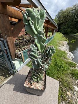 Preview: Cereus peruvianus monstrosus